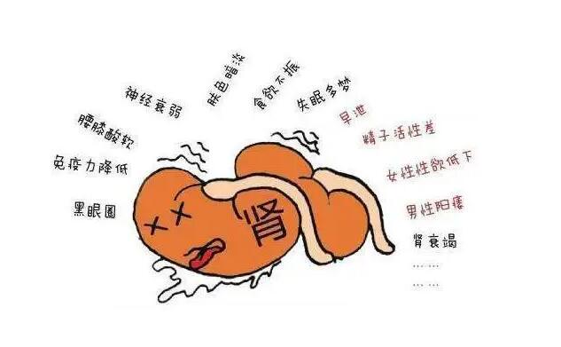 肾虚怎么调理？做到这5个，让你的肾强壮起来 - 爱享多