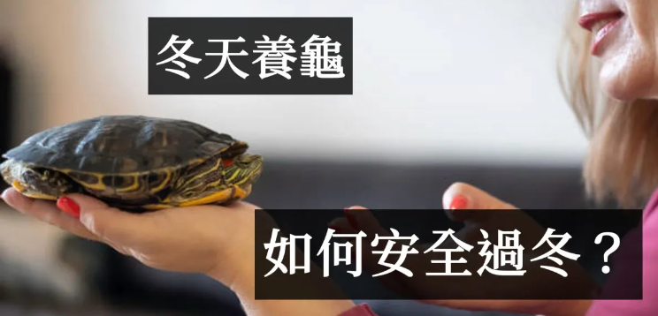 冬天怎么养乌龟？ 冬天养乌龟的7个技巧 - 爱享多