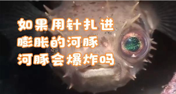 如果用针扎进膨胀的河豚，河豚会爆炸吗？ - 爱享多