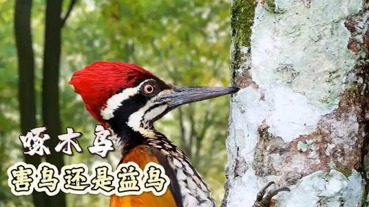 啄木鸟是不是益鸟？ - 爱享多