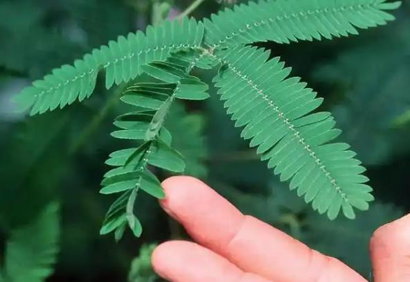 如果一直用手戳含羞草会怎么样？ - 爱享多
